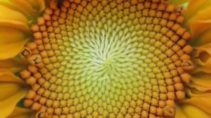 Sunflower showing a fractal arrangement