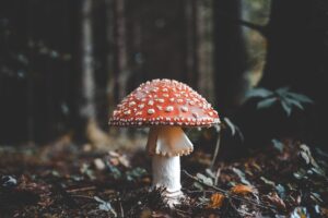 A photo of a "fairy tale mushroom" with a red cap and white dots. 