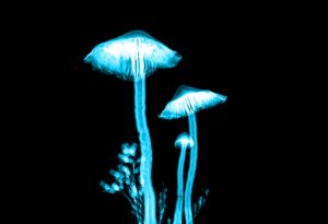 Luminous mushrooms.